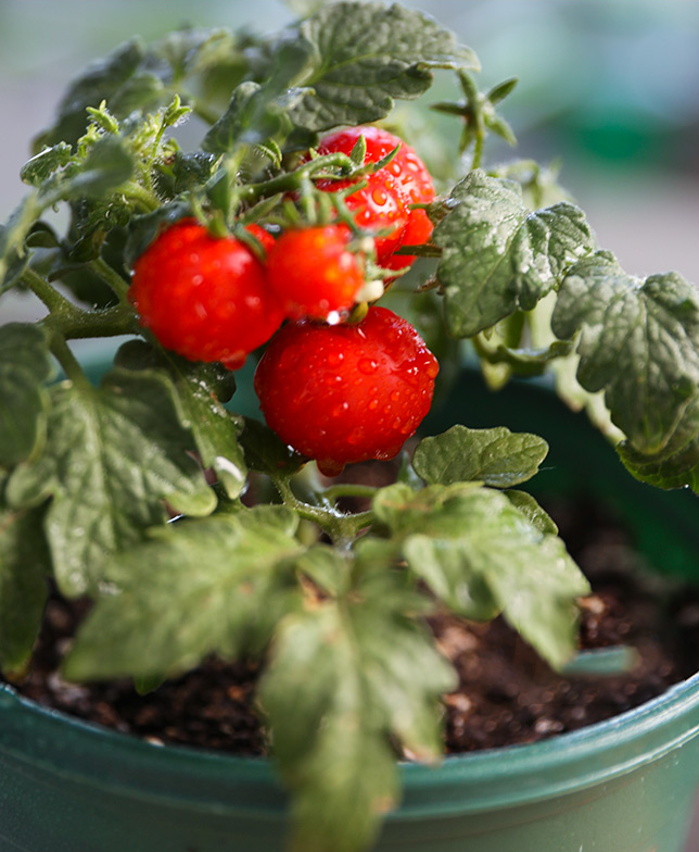 Dwarf Tomatoes Seeds | ๐
Flat 50% Saving๐