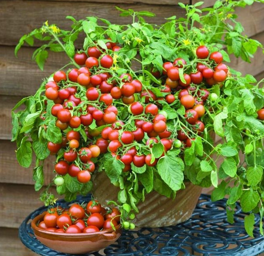Dwarf Tomatoes Seeds | ๐
Flat 50% Saving๐